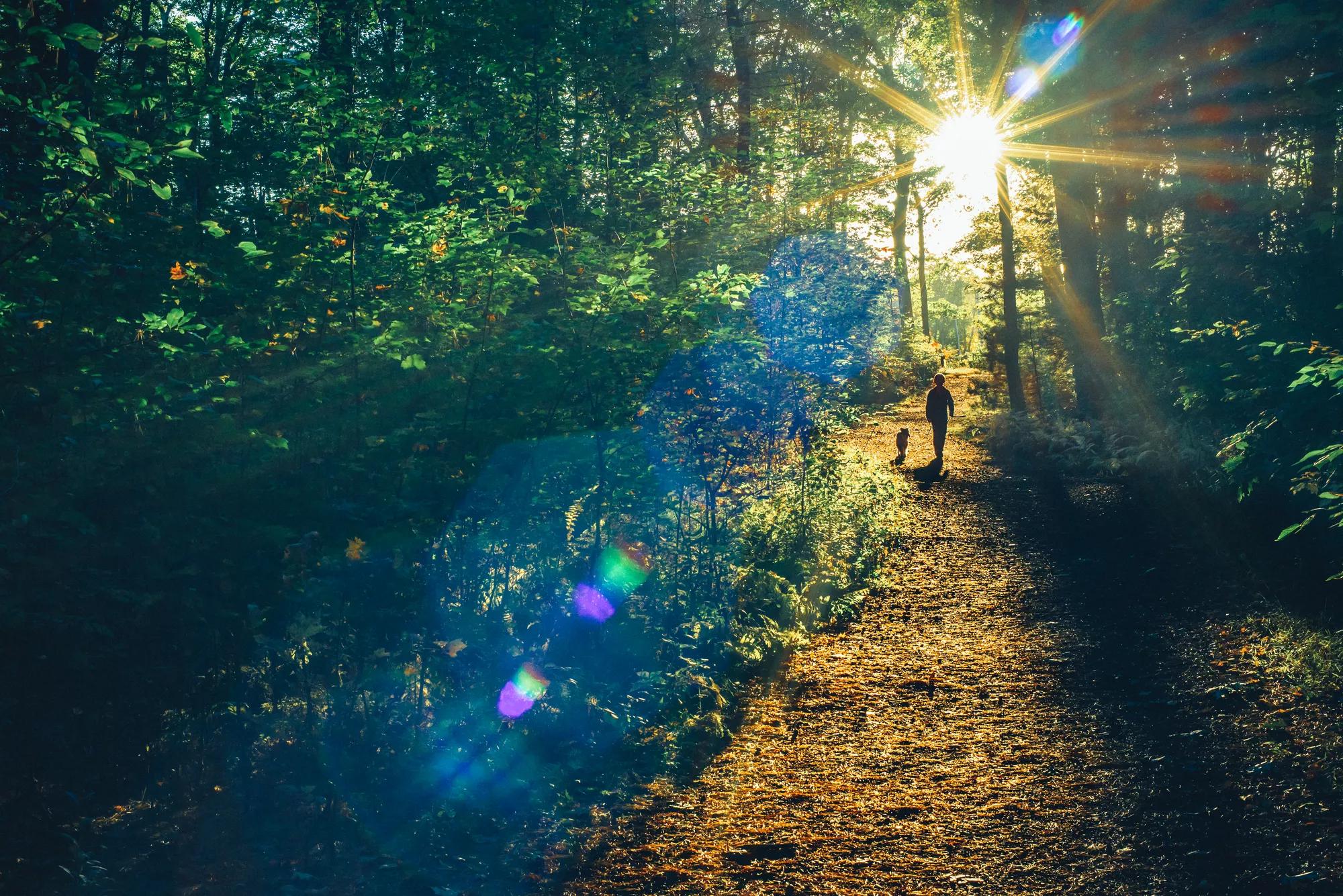 Boy walking small dog through the woods at sunset, sun flare — Link Logistics participates in the Family Forest Carbon Program